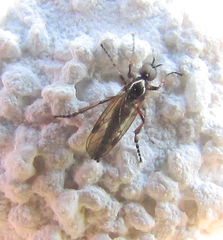 Bibionidae