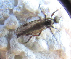 Bibionidae