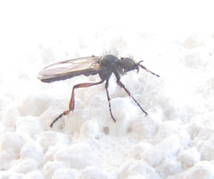 Bibionidae