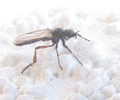 Bibionidae