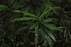Tasmannia insipida