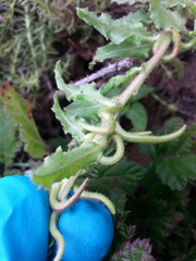 Camissoniopsis micrantha