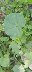 Malva parviflora
