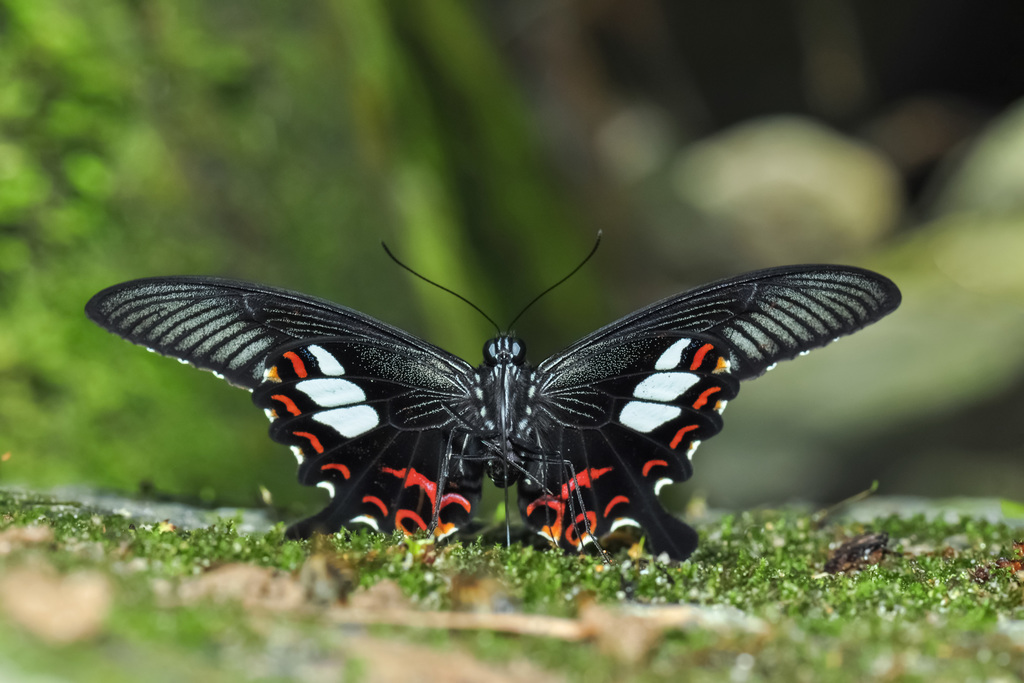 玉斑凤蝶（Papilio helenus）