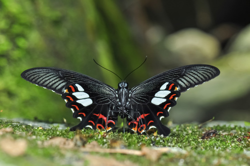 Red Helen Swallowtail photo 3