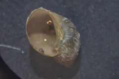Galba truncatula