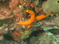 Fromia polypora