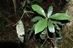 Atractocarpus benthamianus