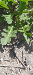 Sisymbrium irio