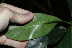 Atractocarpus benthamianus