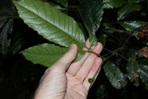 Image of Karrabina benthamiana by (c) Greg Tasney, some rights reserved (CC BY-SA)