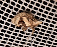 Oemethylus triangularis