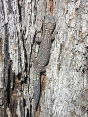 Oedura lineata