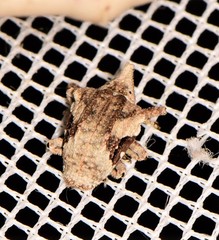 Oemethylus triangularis