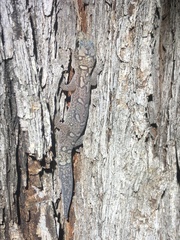 Oedura lineata