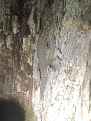 Oedura lineata
