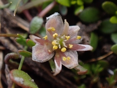 Ranunculus limosella