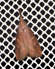 Hypena subvittalis