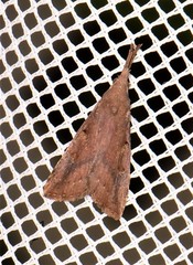 Hypena subvittalis