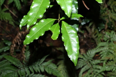Actephila mooreana
