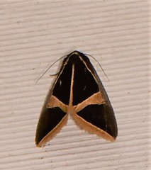 Agamana conjungens