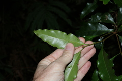 Actephila mooreana