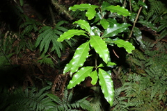 Actephila mooreana