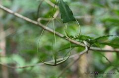 Lepinia solomonensis