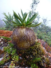 Myrmecodia tuberosa