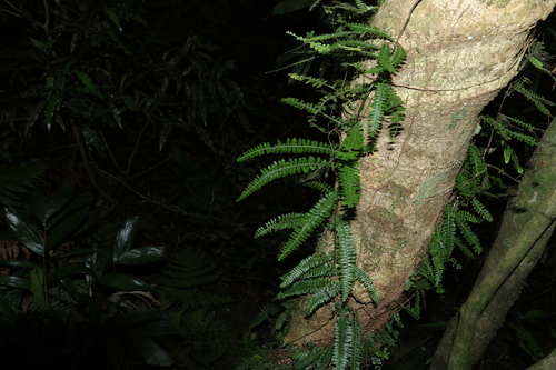 Image of Arthropteris beckleri by (c) Greg Tasney, some rights reserved (CC BY-SA)