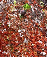 Myrmecodia tuberosa