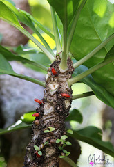 Myrmecodia tuberosa