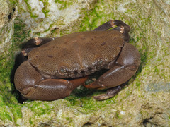 Ozius guttatus