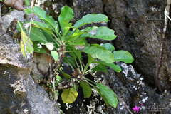 Myrmecodia tuberosa
