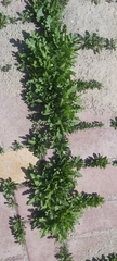 Sisymbrium irio