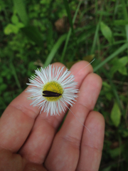 Adela caeruleella