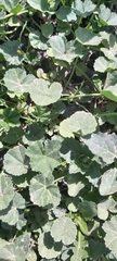 Malva parviflora