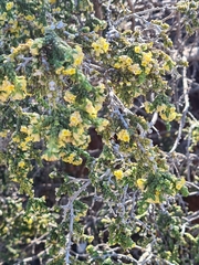 Thymelaea hirsuta