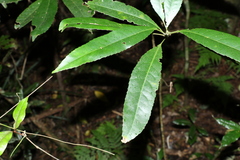 Elaeocarpus kirtonii