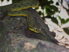 Boiga flaviviridis