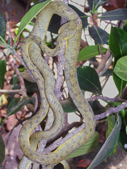 Boiga flaviviridis