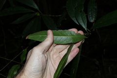 Elaeocarpus kirtonii