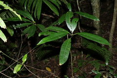 Elaeocarpus kirtonii