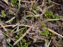 Leptinella maniototo