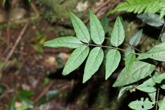 Derris involuta
