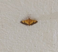 Endocrossis flavibasalis