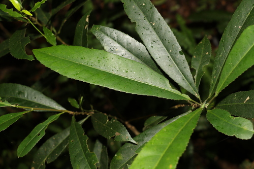 Image of Elaeocarpus kirtonii by (c) Greg Tasney, some rights reserved (CC BY-SA)