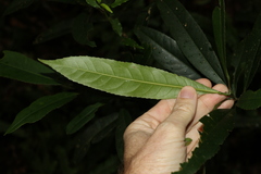 Elaeocarpus kirtonii