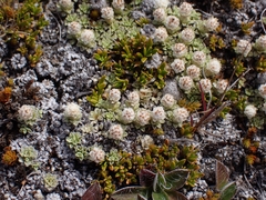 Raoulia parkii