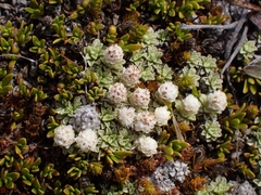 Raoulia parkii